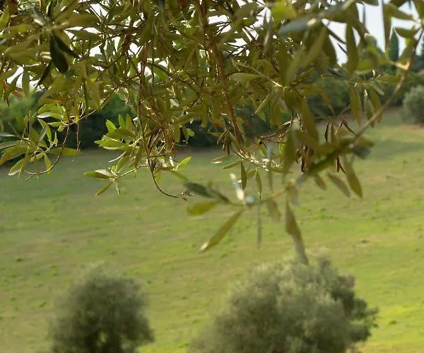 San Rocco بيزارو